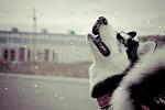     
: x_679bd115.jpg
: 9
:	36.8 
ID:	3881076
