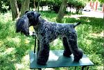     
: img492.jpg
: 37
:	186.7 
ID:	3885985