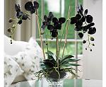     
: 1637368-phalaenopsis-w-sq-f2.jpg
: 66
:	142.4 
ID:	3923768