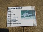    
: IMG_8352.JPG
: 87
:	57.6 
ID:	3926744