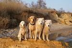     
: x_53f6cf7f.jpg
: 42
:	72.8 
ID:	3933453