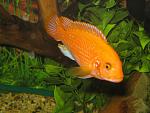     
: IMG_5808.jpg
: 39
:	104.2 
ID:	3945978