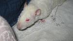     
: IMG_6620.jpg
: 20
:	32.6 
ID:	3964704