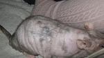     
: IMG_6611.jpg
: 20
:	33.3 
ID:	3964708