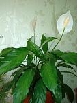     
: DSC04169.jpg
: 38
:	89.7 
ID:	3966851