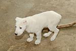     
: DSC_0330.jpg
: 26
:	123.4 
ID:	3970596