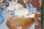     
: DSC_8589.jpg
: 16
:	149.5 
ID:	3976377