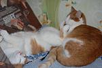     
: DSC_8582.jpg
: 19
:	89.4 
ID:	3976378