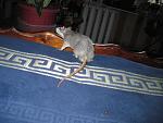     
: IMG_2376.JPG
: 25
:	113.5 
ID:	3980675
