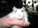     
: IMG_2378.JPG
: 24
:	71.9 
ID:	3980680
