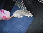     
: IMG_2381.JPG
: 27
:	121.8 
ID:	3980683