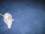     
: IMG_2372.JPG
: 32
:	94.1 
ID:	3980698