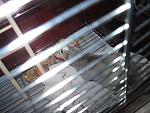     
: IMG_2435.JPG
: 29
:	106.3 
ID:	3980704