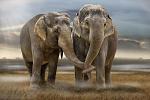     
: 039_animals.jpg
: 14
:	58.6 
ID:	400112