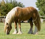     
: 05_loshad_119.jpg
: 34
:	118.5 
ID:	400181