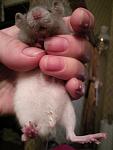    
: Фото0550.jpg
: 51
:	62.6 
ID:	4016901