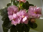     
: BALLET TAFFY1.jpg
: 36
:	94.8 
ID:	4027662