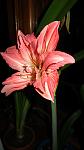     
: IMG_2371.jpg
: 10
:	54.3 
ID:	4033767