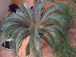     
: IMG_0275.jpg
: 31
:	137.8 
ID:	4035680