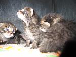     
: IMG_4842.jpg
: 38
:	102.0 
ID:	4042902