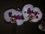     
: 30032012599.jpg
: 56
:	73.2 
ID:	4051294