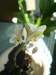     
: P1010530.JPG
: 29
:	162.1 
ID:	4053266