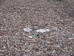     
: IMG_2451.jpg
: 31
:	305.5 
ID:	4056053