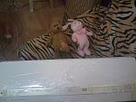     
: IMAGE_066.jpg
: 40
:	103.8 
ID:	4056332