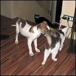     
: IMG_8264.JPG
: 41
:	92.0 
ID:	4057374