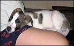     
: IMG_8220.JPG
: 35
:	57.6 
ID:	4057431