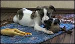     
: IMG_8302.JPG
: 47
:	78.2 
ID:	4057508