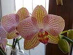     
: 02042012618.jpg
: 20
:	115.2 
ID:	4064354