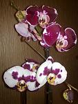     
: 30032012605.jpg
: 23
:	102.2 
ID:	4064357