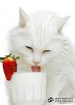     
: 1220748563_mk.jpg
: 10
:	17.3 
ID:	4064718