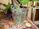     
: DSC02228.jpg
: 62
:	155.9 
ID:	4065402