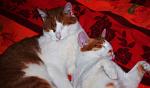     
: DSC_8633.jpg
: 15
:	77.1 
ID:	4074139