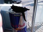     
: IMAGE_716a.jpg
: 82
:	115.8 
ID:	4077414