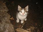     
: DSC07302.jpg
: 38
:	125.2 
ID:	4080914