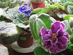     
: IMG_3092.jpg
: 13
:	145.5 
ID:	4088314