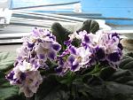     
: IMG_3053.jpg
: 15
:	133.1 
ID:	4088320