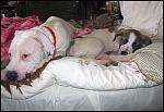     
: IMG_8403.JPG
: 34
:	76.2 
ID:	4092406
