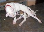     
: IMG_8447.JPG
: 30
:	65.2 
ID:	4092454