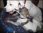     
: IMG_8483.JPG
: 27
:	65.8 
ID:	4092455