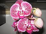     
: IMG_3103.jpg
: 50
:	149.7 
ID:	4099189