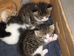     
: IMG_1743.jpg
: 20
:	97.8 
ID:	4100287