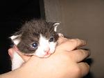     
: IMG_1746.jpg
: 18
:	83.2 
ID:	4100289