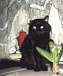     
: my cat Umka.jpg
: 39
:	108.8 
ID:	4105133
