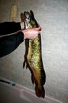     
: IMG_4980.JPG
: 41
:	159.6 
ID:	4111460