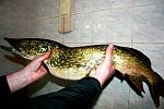     
: IMG_4979.JPG
: 46
:	182.1 
ID:	4111461