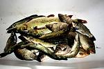     
: IMG_4978.JPG
: 54
:	203.5 
ID:	4111462
